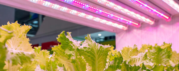 lampes LED horticoles