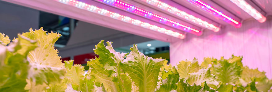 lampes LED horticoles