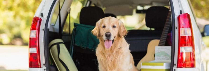 voyages en voiture avec un chien