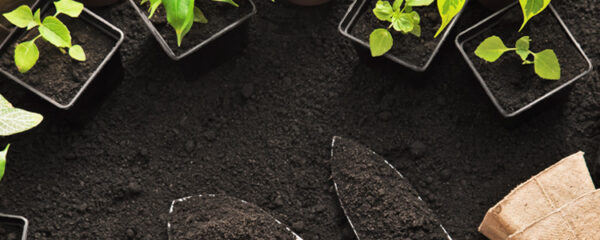 jardinage