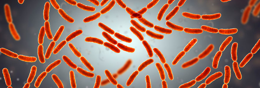 lactobacillus gasseri